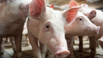 Giá thịt lợn hôm nay 4/6: Điêu chỉnh ở một vài nơi