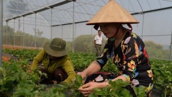 Sơn La: Phát triển lĩnh vực trồng trọt theo hướng an toàn và bền vững, ứng dụng công nghệ cao