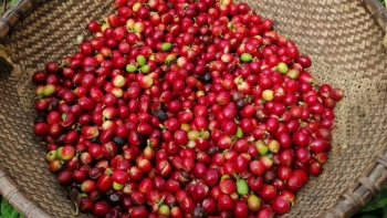 Giá cà phê hôm nay 5/6: Quay đầu tăng vào phiên cuối tuần