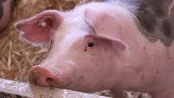 Giá thịt lợn hôm nay 5/6: Đi ngang tại nhiều tỉnh thành