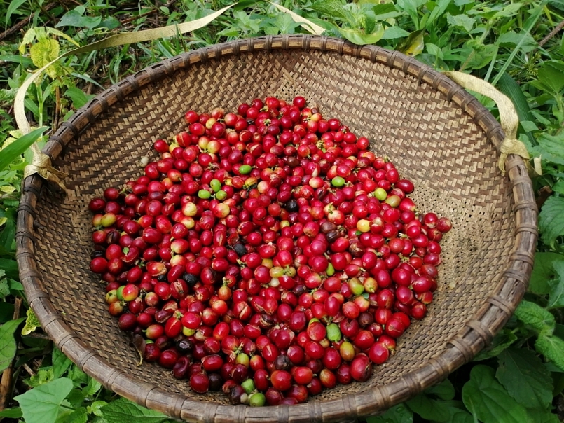 Giá cà phê hôm nay 5/6: Quay đầu tăng vào phiên cuối tuần