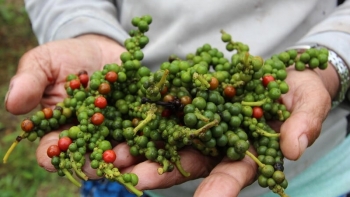 Giá hồ tiêu hôm nay 5/6: Đứng yên