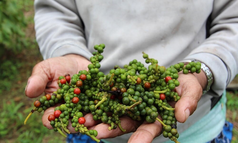 Giá hồ tiêu hôm nay 5/6: Đứng yên