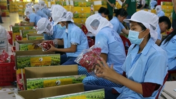 Xuất khẩu rau quả 5 tháng đầu năm đạt 1,77 tỷ USD, tăng 18% so với cùng kỳ