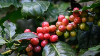 Giá cà phê hôm nay 7/6: Đi ngang tại các địa phương