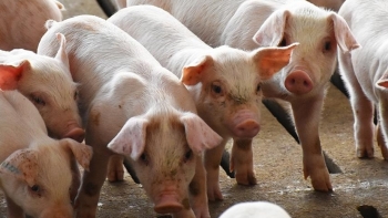 Giá thịt lợn hôm nay 7/6: Điều chỉnh nhẹ tại một số địa phương
