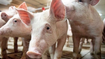 Giá lợn hơi tháng 5 giảm mạnh do nhu cầu tiêu thụ chậm
