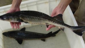 Quảng Nam: Tăng cường kiểm soát buôn lậu, vận chuyển trái phép động vật thủy sản vào Việt Nam