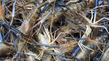 Đồng Tháp: Xử lý nghiêm việc vận chuyển trái phép động vật, thủy sản