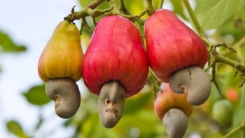 5 tháng đầu năm, nhập khẩu hạt điều đạt 1,4 triệu tấn