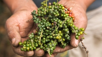 Giá hồ tiêu hôm nay 9/6: Tăng nhẹ tại Bình Phước