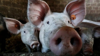 Giá thịt lợn hôm nay 9/6: Chững giá trên diện rộng