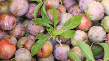 Lào Cai: Tổ chức “Tuần lễ giao thương xúc tiến tiêu thụ Mận Tam Hoa Bắc Hà - Lào Cai, Vải thiều Bắc Giang và Xoài Sơn La”