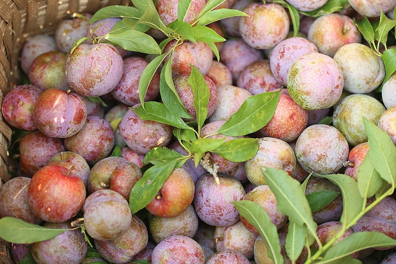 Lào Cai: Tổ chức “Tuần lễ giao thương xúc tiến tiêu thụ Mận Tam Hoa Bắc Hà – Lào Cai Vải thiều Bắc Giang và Xoài Sơn La”