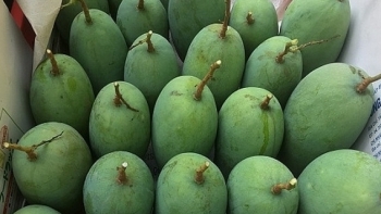 Sơn La: Toàn tỉnh đã tiêu thụ gần 18.000 tấn xoài, hơn 51.000 tấn mận