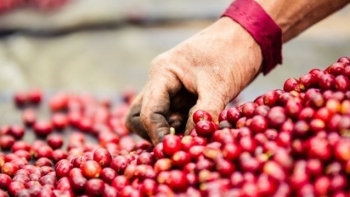 Giá cà phê hôm nay 10/6: Giảm trung bình 200 đồng/kg