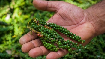 Giá hồ tiêu hôm nay 10/6: Ổn định