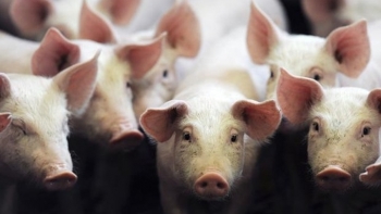 Giá thịt lợn hôm nay 10/6: Điều chỉnh giảm tại một số địa phương