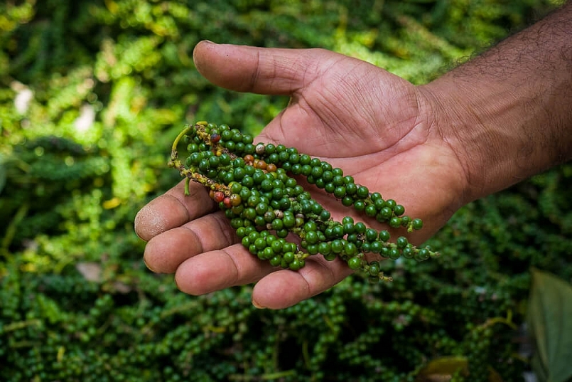 Giá hồ tiêu hôm nay 10/6: Ổn định