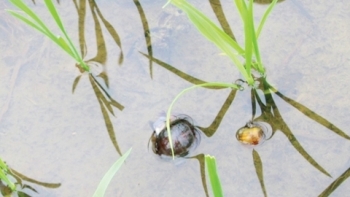 Kiên Giang: Tăng cường công tác quản lý, kiểm soát sinh vật ngoại lai xâm hại trên địa bàn tỉnh