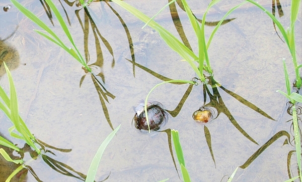 Kiên Giang: Tăng cường công tác quản lý, kiểm soát sinh vật ngoại lai xâm hại trên địa bàn tỉnh
