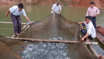 Sơn La: Có 714 hợp tác xã đang hoạt động