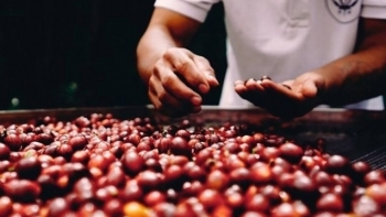 Giá cà phê hôm nay 11/6: Ổn định