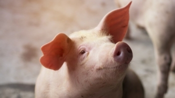 Giá thịt lợn hôm nay 11/6: Chững giá tại ba miền