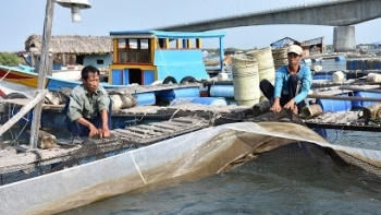 Bà Rịa - Vũng Tàu: Sản lượng nuôi trồng thủy sản trong tháng 5 đạt 1.553 tấn