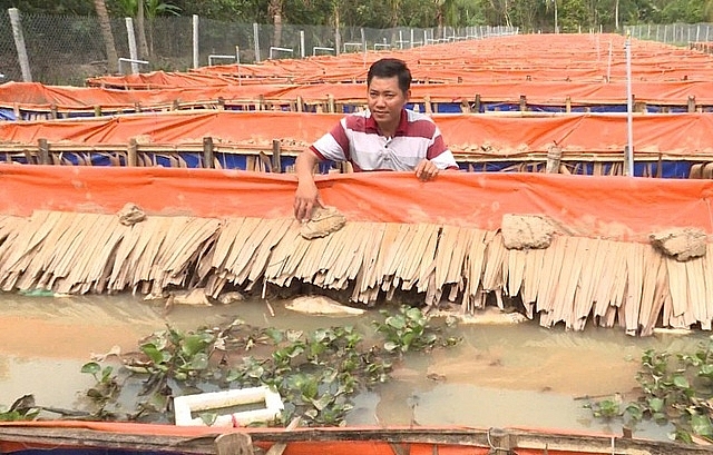 Vĩnh Long: Hỗ trợ phát triển vùng nuôi lươn thâm canh ATTP gắn với liên kết sản xuất và tiêu thụ