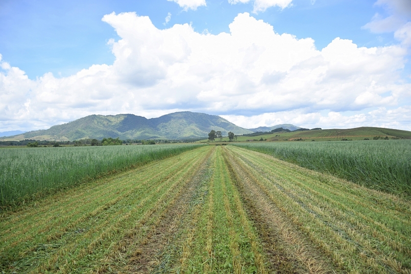 Siêu dự án trang trại của Vinamilk tại Lào sẽ “cho sữa” vào đầu năm 2022 Siêu dự án trang trại của Vinamilk tại Lào sẽ “cho sữa” vào đầu năm 2022