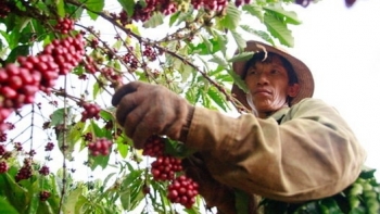 Giá cà phê hôm nay 12/6: Tăng trung bình 100 đồng/kg