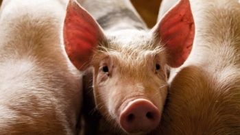 Giá thịt lợn hôm nay 12/6: Tiếp tục đi ngang tại nhiều địa phương