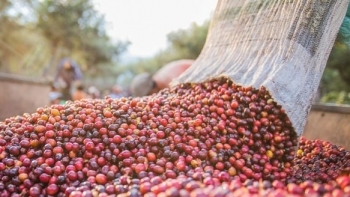 Giá cà phê hôm nay 14/6: Đầu tuần đi ngang