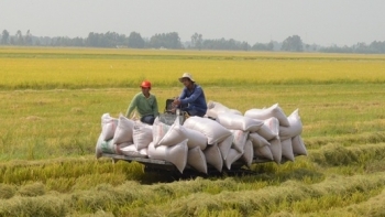Kiên Giang: Phê duyệt Kế hoạch dự án Cánh đồng lớn đáp ứng vùng nguyên liệu và ứng phó biến đổi khí hậu năm 2021