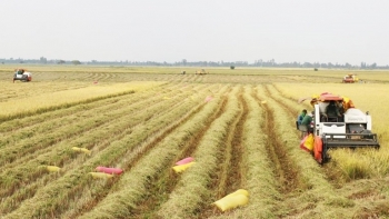 Đồng Tháp: Giá trị sản xuất nông, lâm, thuỷ sản ước đạt hơn 20.500 tỷ đồng