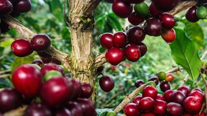 Giá cà phê hôm nay 15/6: Đồng loạt giảm