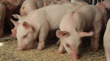 Giá thịt lợn hôm nay 15/6: Ổn định tại nhiều địa phương