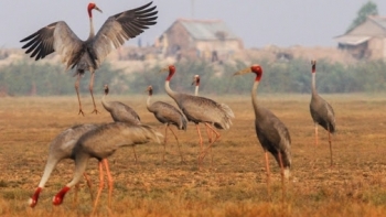 Đồng Tháp: Xây dựng Kế hoạch Bảo tồn đa dạng sinh học