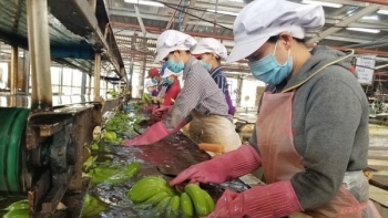 5 tháng đầu năm, xuất khẩu rau quả sang Trung Quốc tăng 16,2%