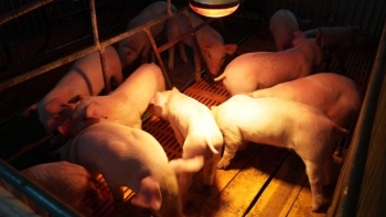 Bình Phước: Tình hình chăn nuôi ổn định, số lượng đàn gia súc, gia cầm đều tăng