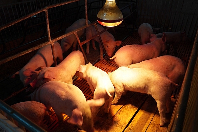 Bình Phước: Tình hình chăn nuôi ổn định, số lượng đàn gia súc, gia cầm đều tăng