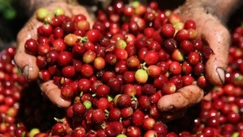 Giá cà phê hôm nay 16/6: Nhích nhẹ trong nước