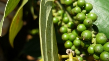 Giá hồ tiêu hôm nay 16/6: Trong nước tăng 1.000 đồng/kg