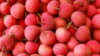 Đa dạng hình thức quảng bá vải thiều Việt Nam tại Nhật Bản