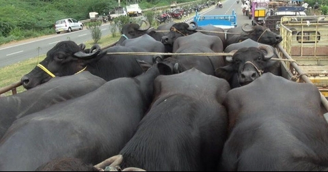 Đồng Tháp: Xử lý nghiêm việc mua bán, vận chuyển trâu, bò nhập lậu