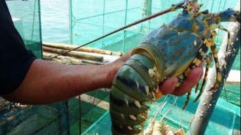 Phú Yên: Tăng cường phòng, chống một số dịch bệnh nguy hiểm trên thủy sản nuôi