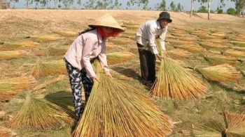 Kiên Giang: Hỗ trợ chi phí đào tạo nghề cho lao động nông thôn