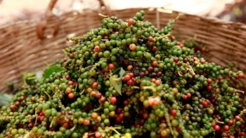 Giá hồ tiêu hôm nay 17/6: Tăng phiên thứ 2 liên tiếp