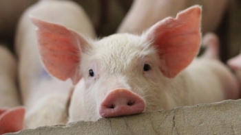 Giá thịt lợn hôm nay 17/6: Đứng yên tại ba miền